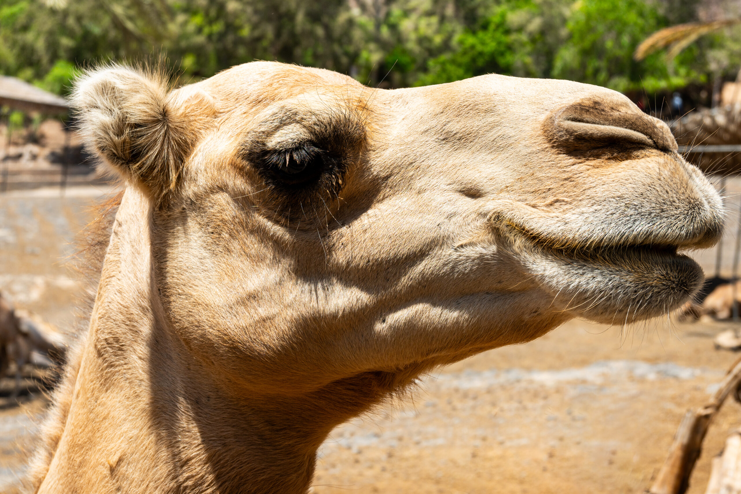 كم عدد أسنان الجمل