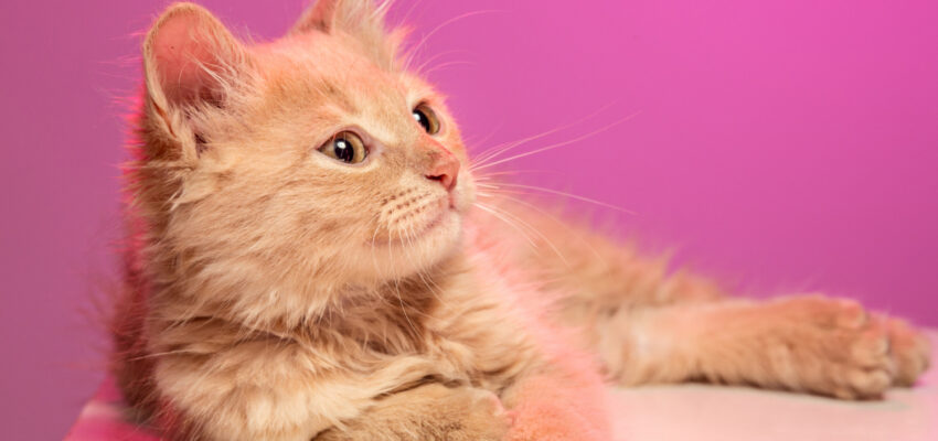 كيفية علاج الإنسان من فطريات القطط | أسرع 3 وصفات